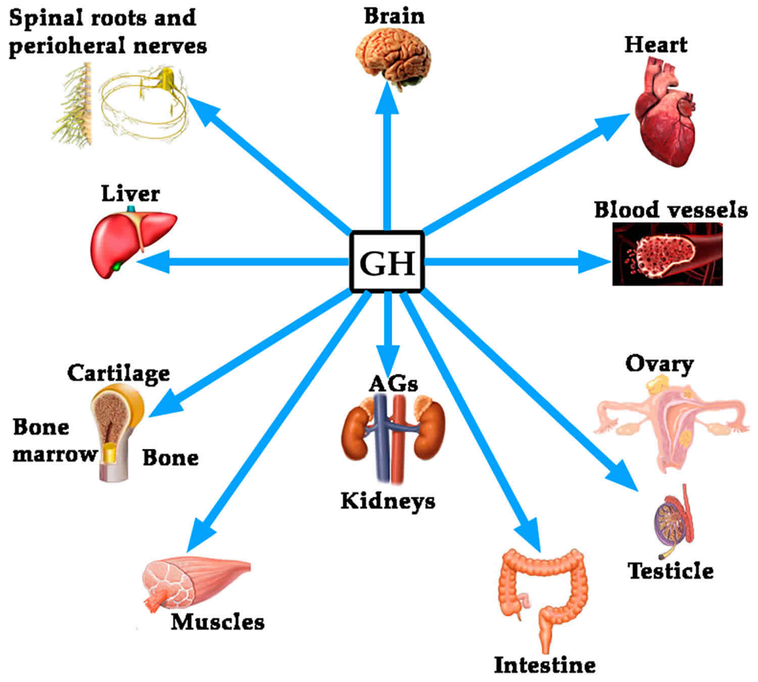 Hormone Levels Chart