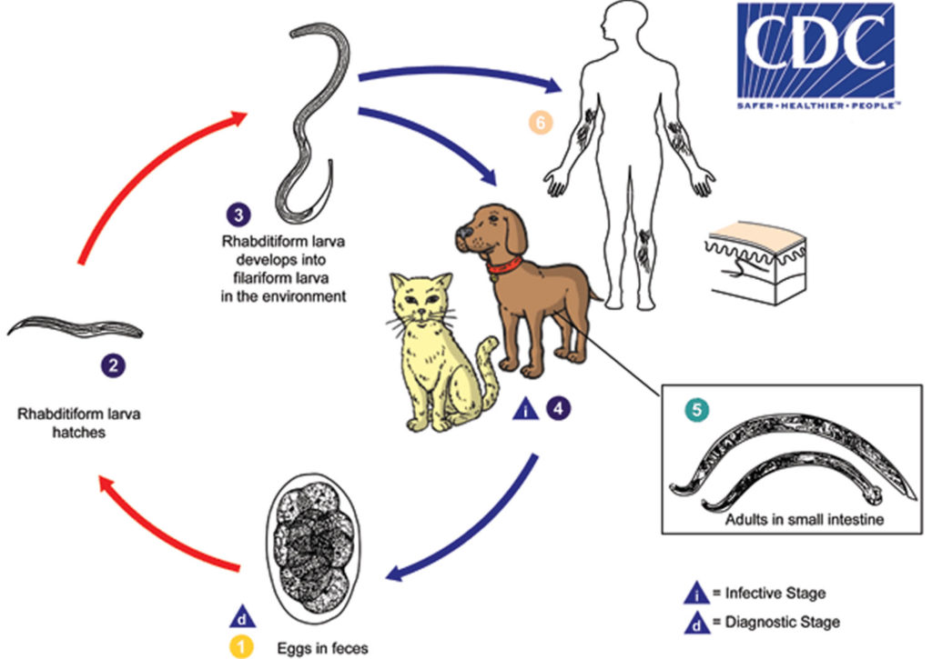 Hookworm infection, symptoms, diagnosis & hookworm treatment in humans