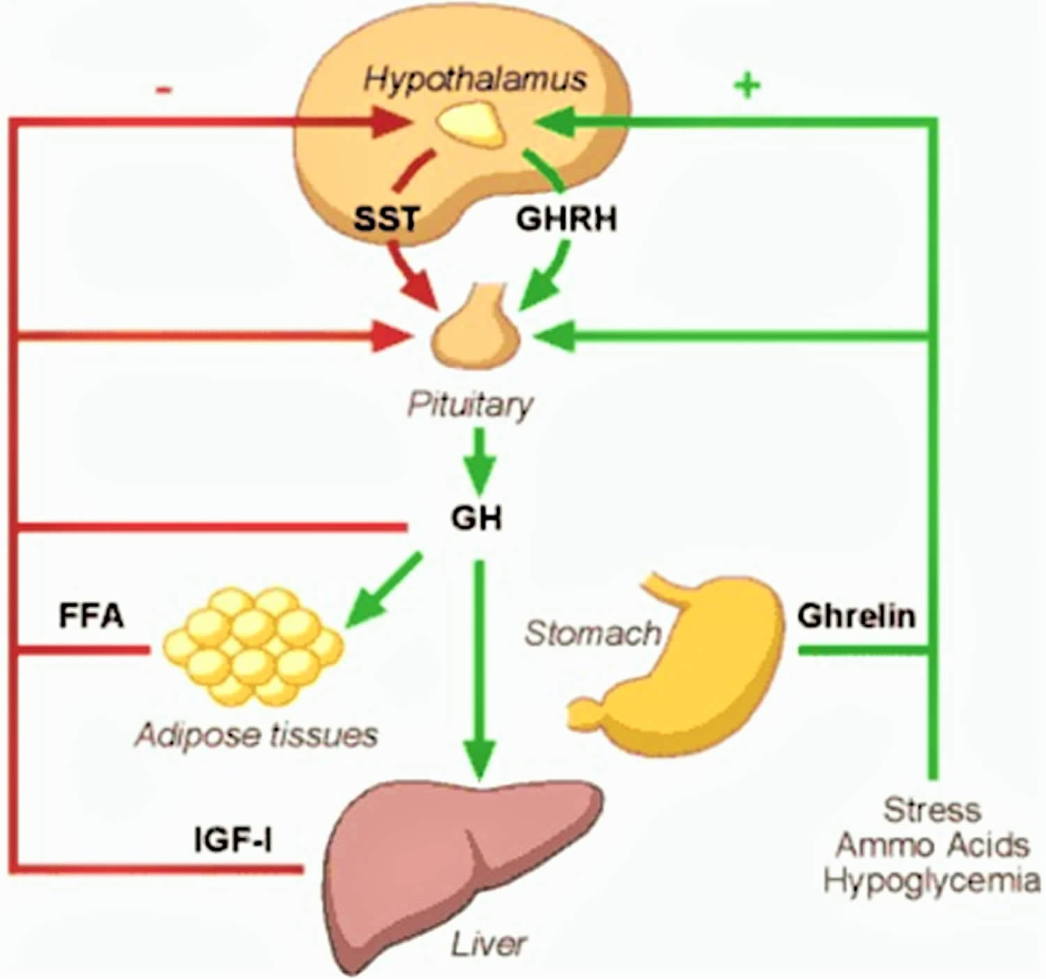 hgh-or-human-growth-hormone-function-uses-dosage-side-effects