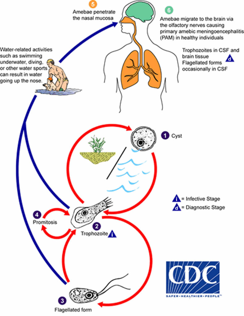 Naegleria fowleri amoeba or brain eating amoeba infection and treatment