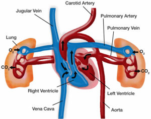 Pulmonary hypertension & pulmonary arterial hypertension causes ...