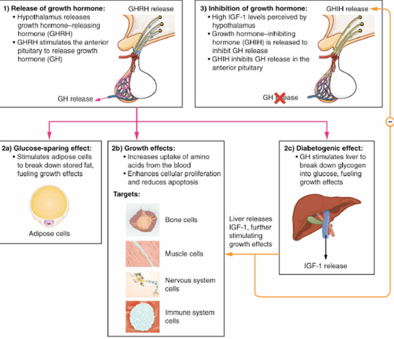 IGF, insulin like growth factor-1 function, IGF test & normal IGF-1 ...