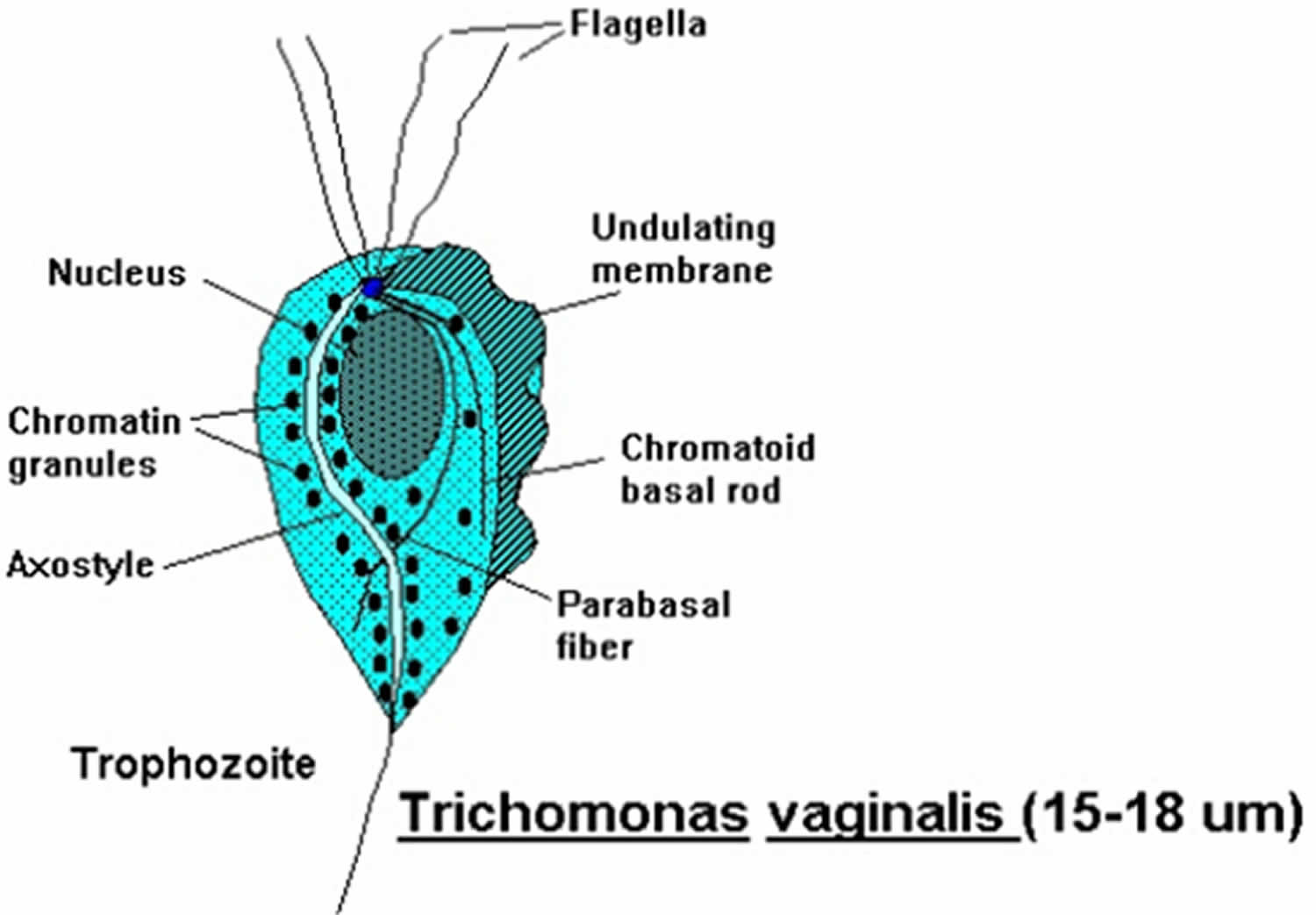 Trichomonas és a torok gonococcusok Trichomonas ban