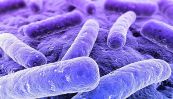 clostridium difficile