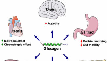 glucagon