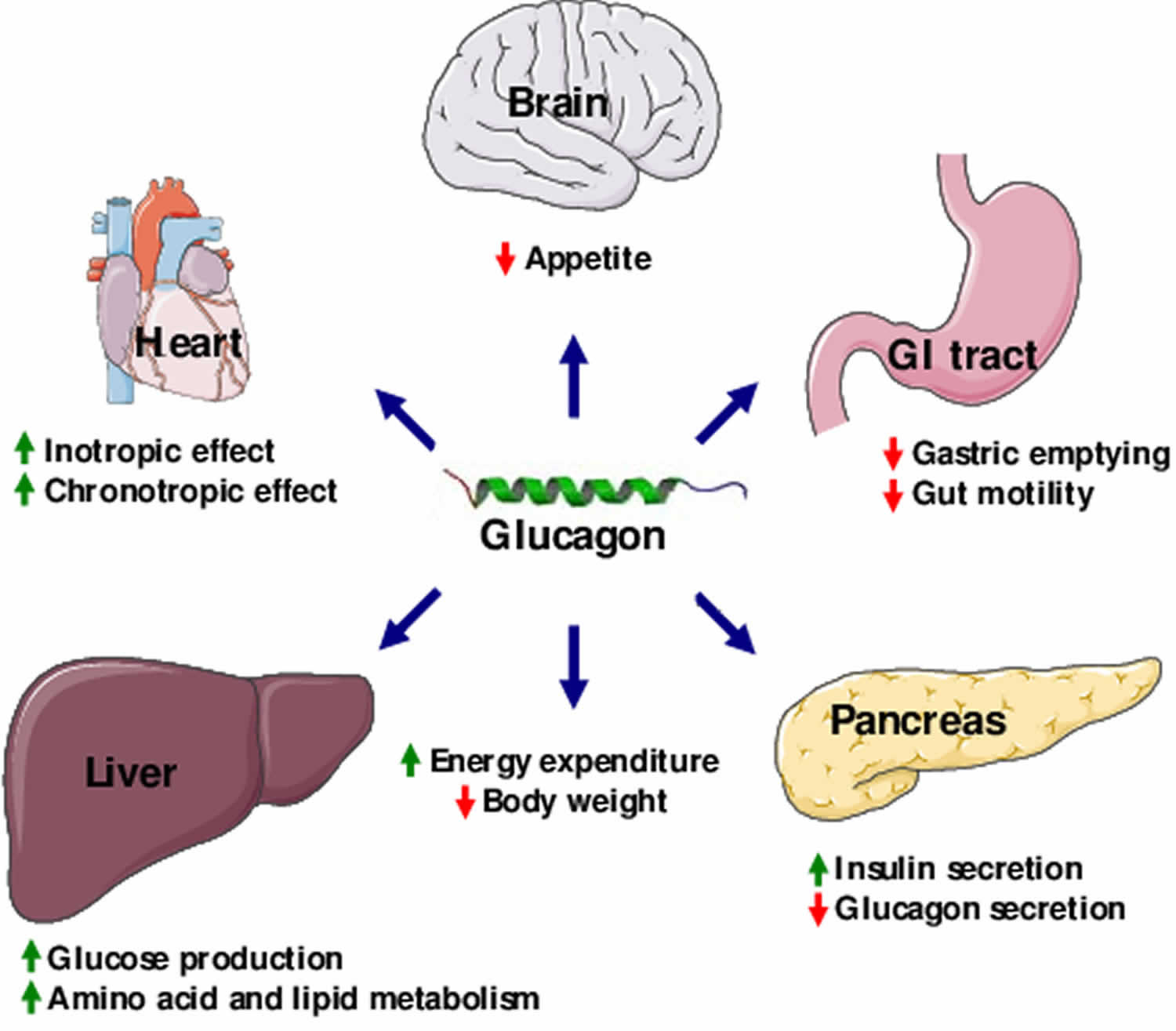 Glucagon Function Production Glucagon Injection Glucagon Side Effects