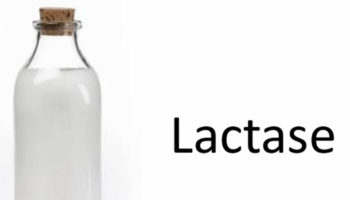 lactase