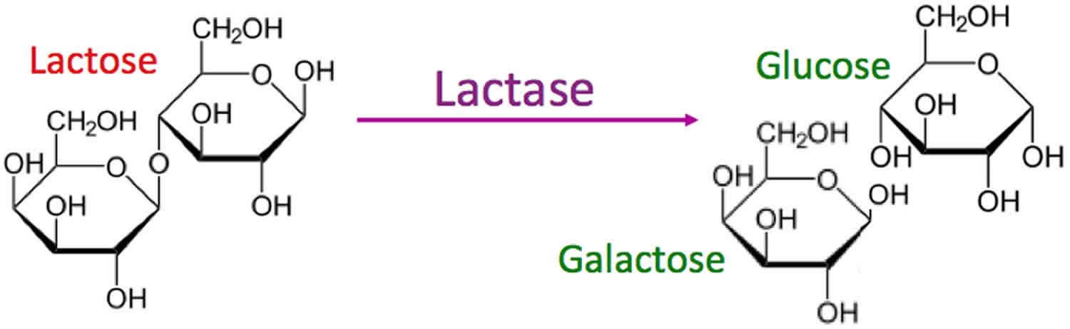 Lactase enzyme function, source, lactase deficiency and treatment