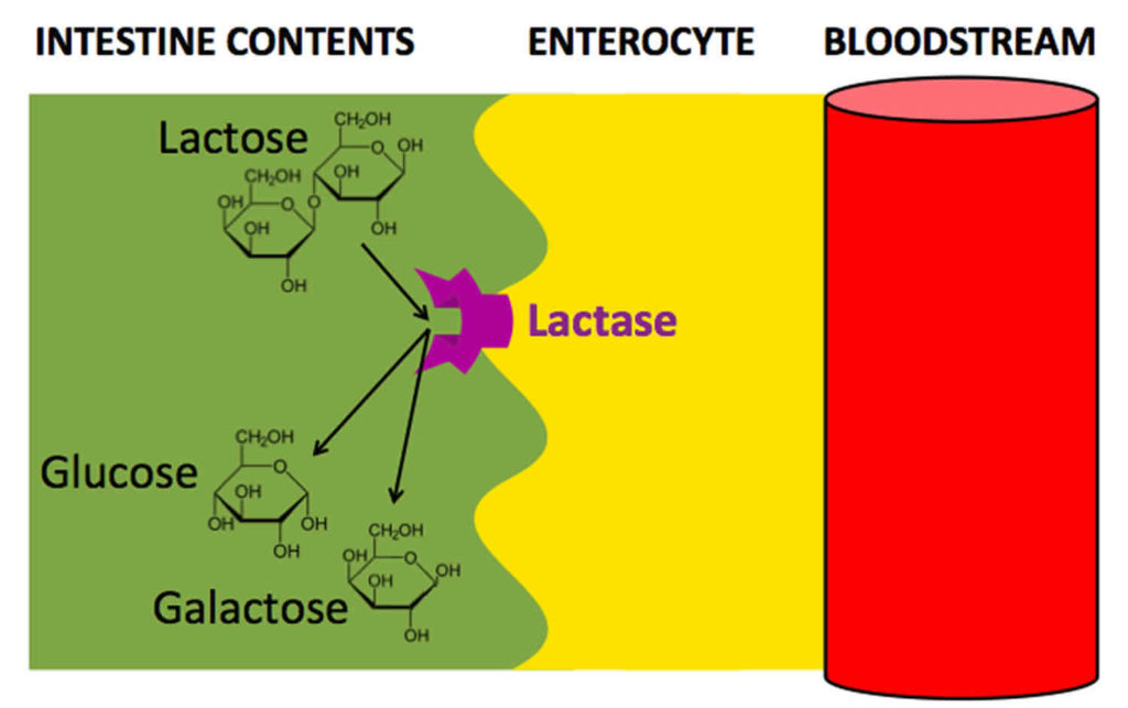 lactase-enzyme-function-source-lactase-deficiency-and-treatment