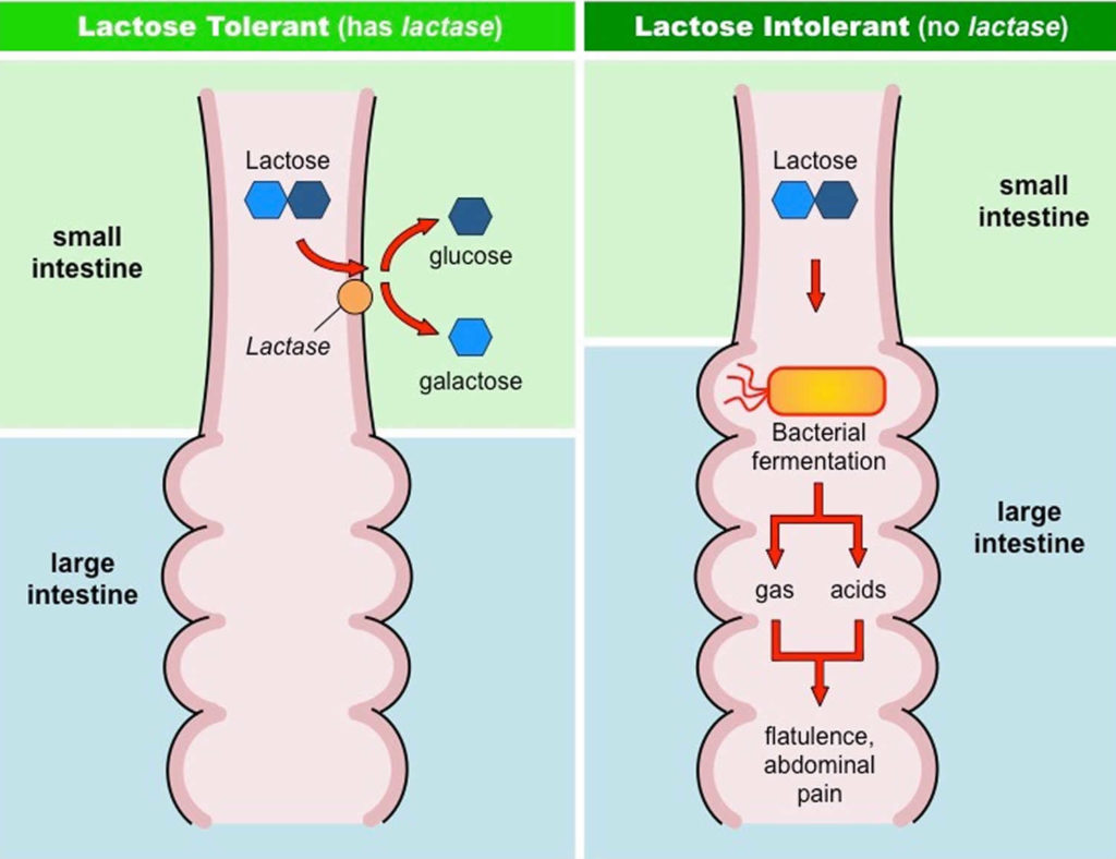 lactase-enzyme-diagram