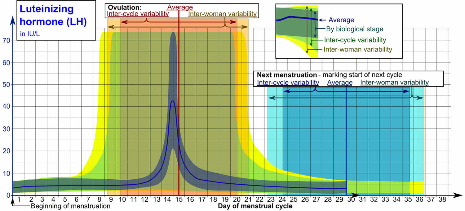 Luteinizing hormone function, luteinizing hormone test and normal range