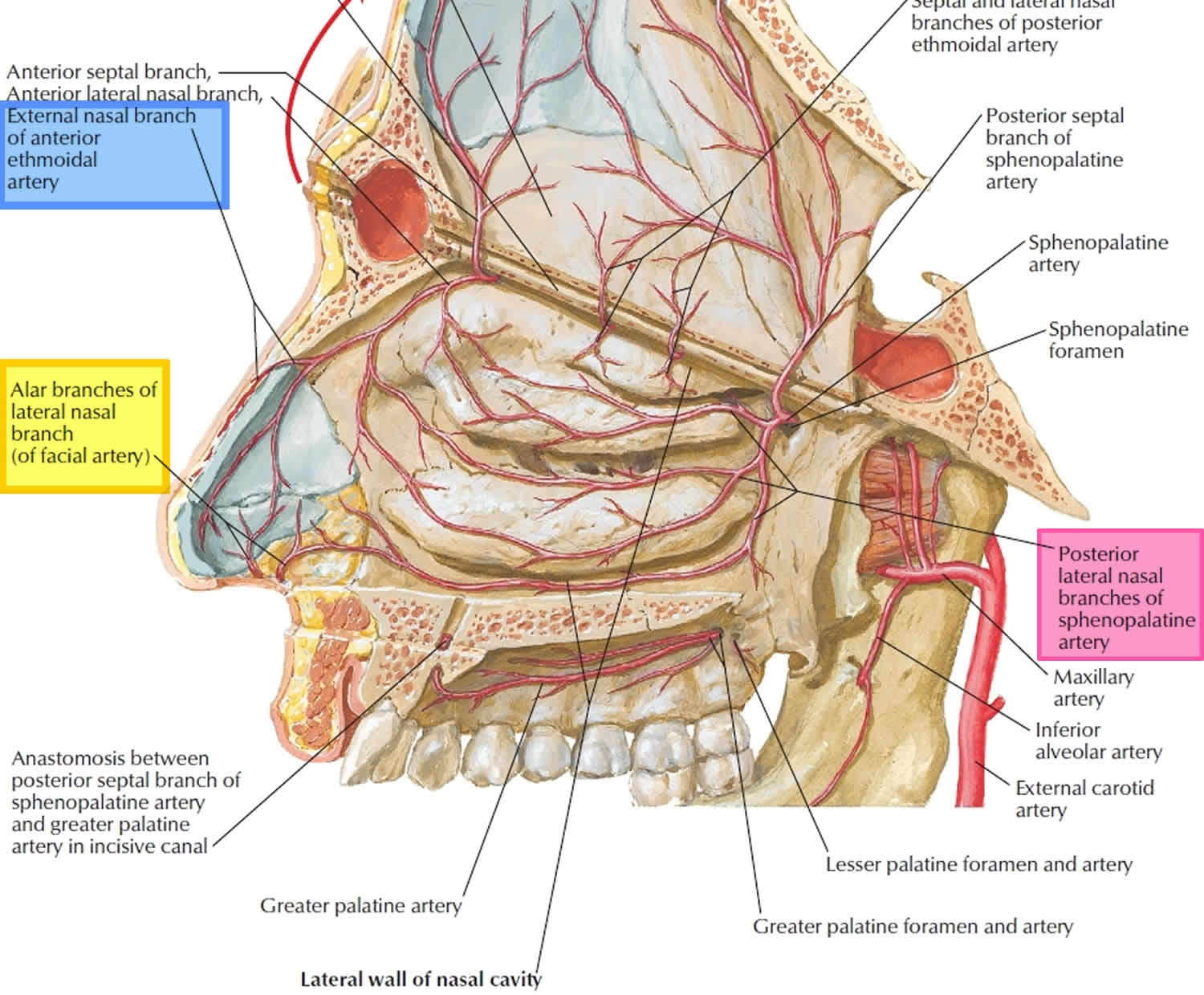 arteries involve in nasal septal hematoma