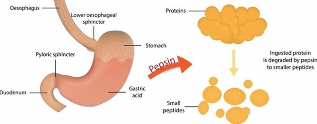 pepsin-pdf