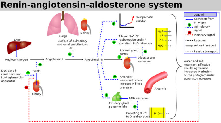 ace-inhibitors-drugs-uses-function-contraindications-and-side-effects