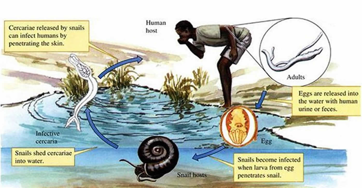 Schistosomiasis treatment and prevention.