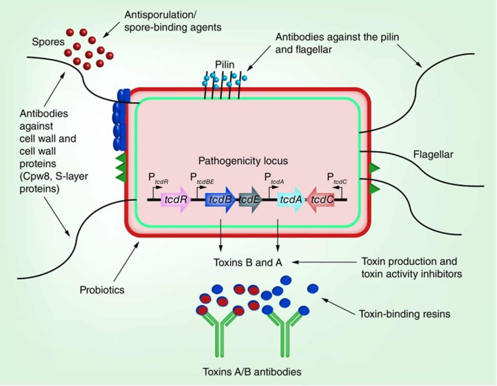 Clostridium Difficile Infection, Causes, Diagnosis, Test, Prevention ...