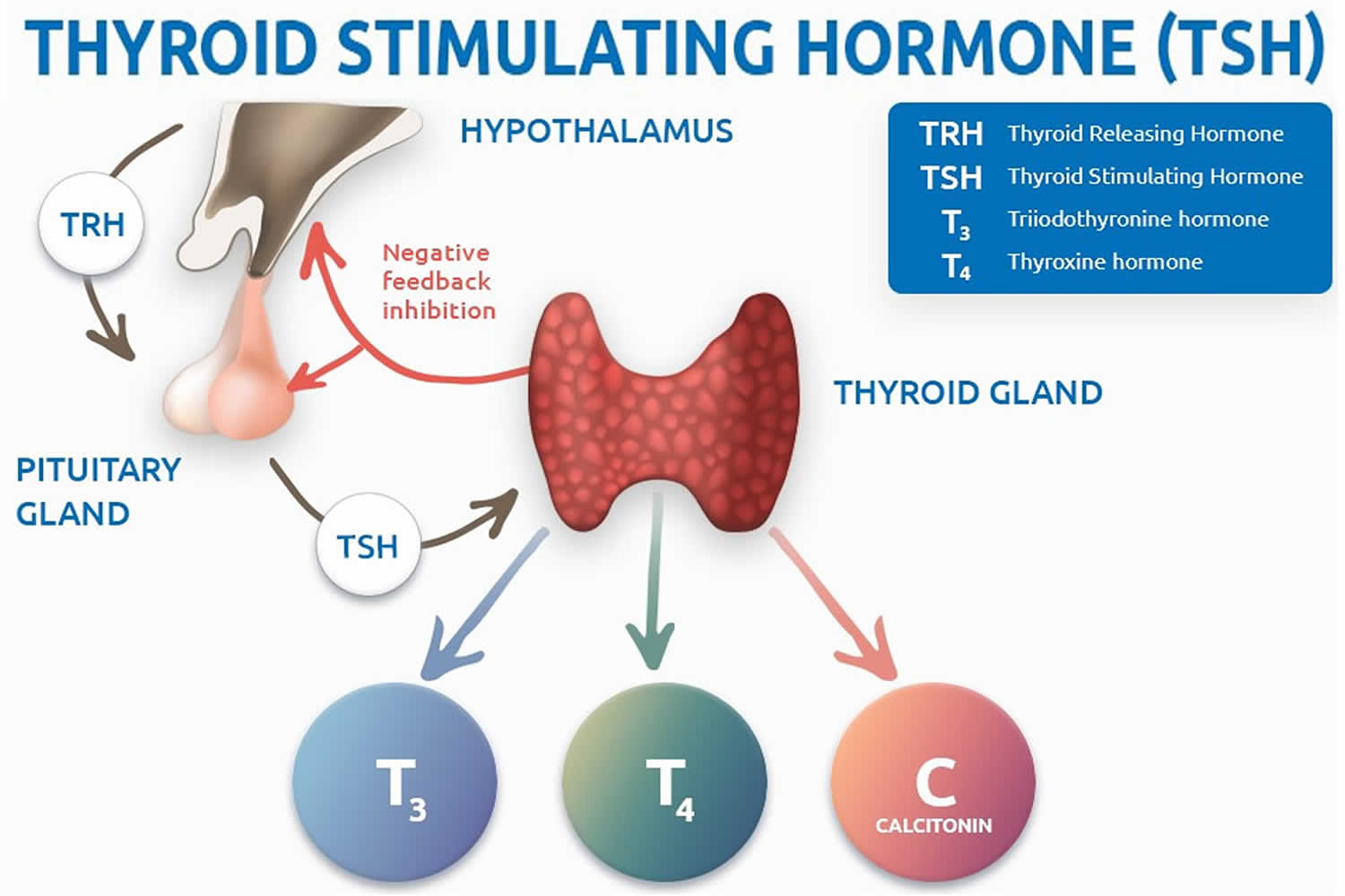 Thyroid Levels Change After Pregnancy