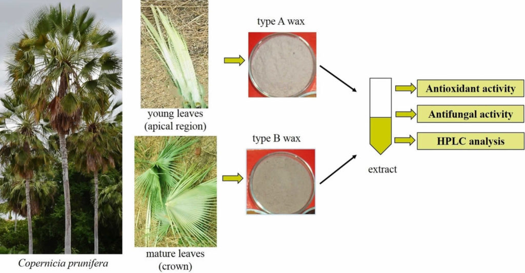 carnauba wax benefits