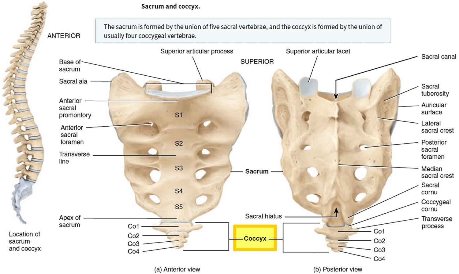 coccyx-bone-anatomy-tailbone-pain-fractured-tailbone-treatment