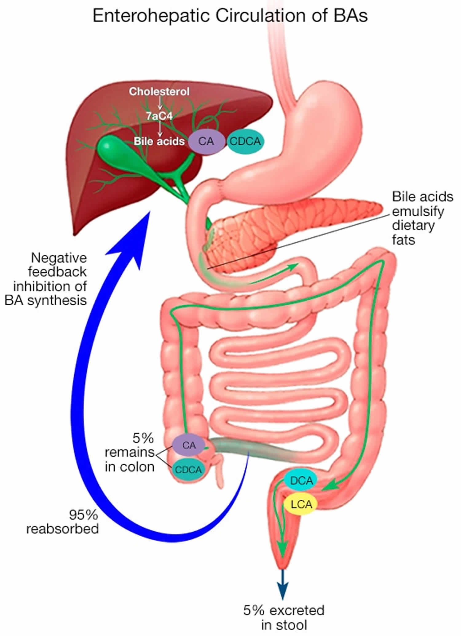 Malabsorption syndrome causes, symptoms, diagnosis and treatment