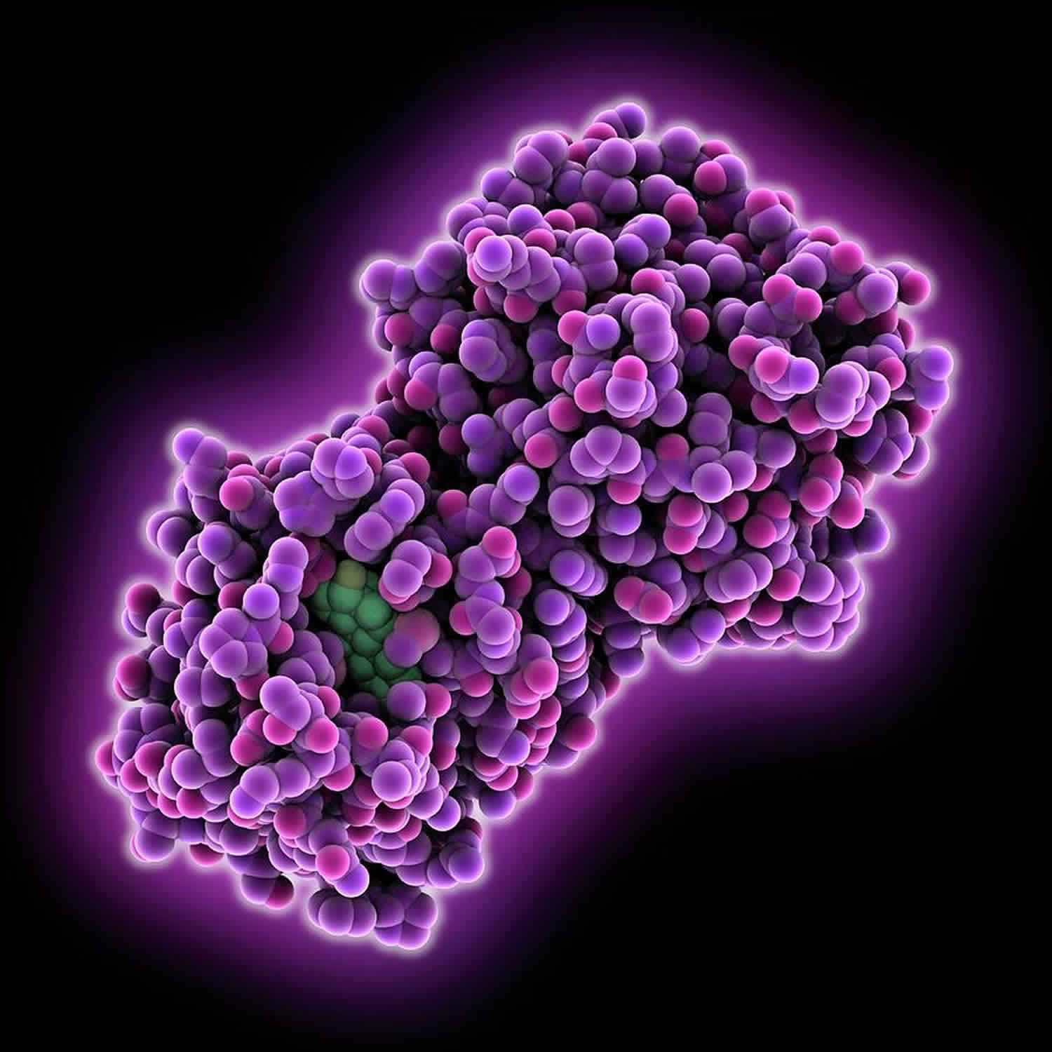 globulin-function-globulin-types-and-causes-of-high-or-low-globulin-levels