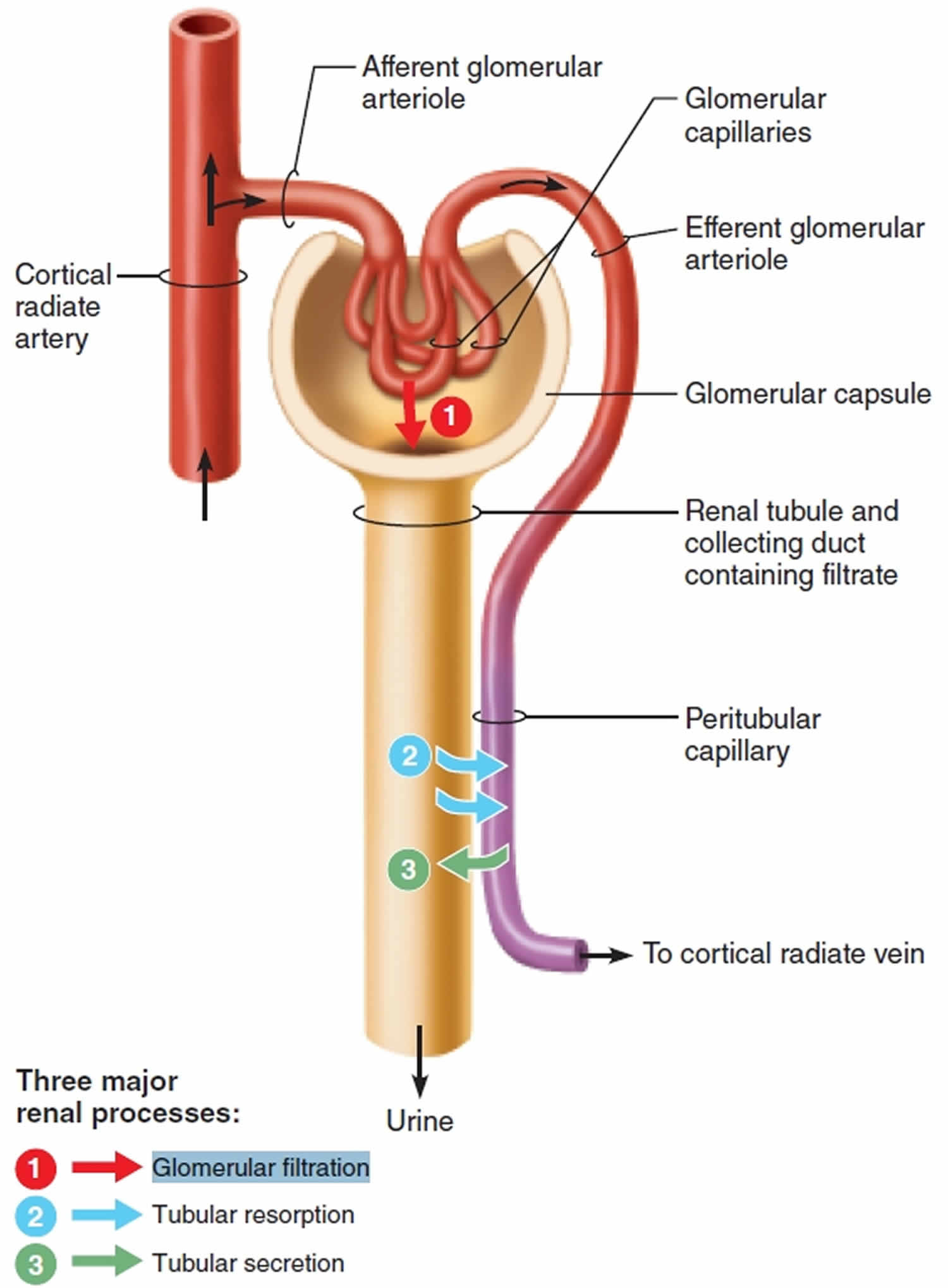 Glomerular Filtration Location Glomerular Filtration Rate Range And Formula 1865