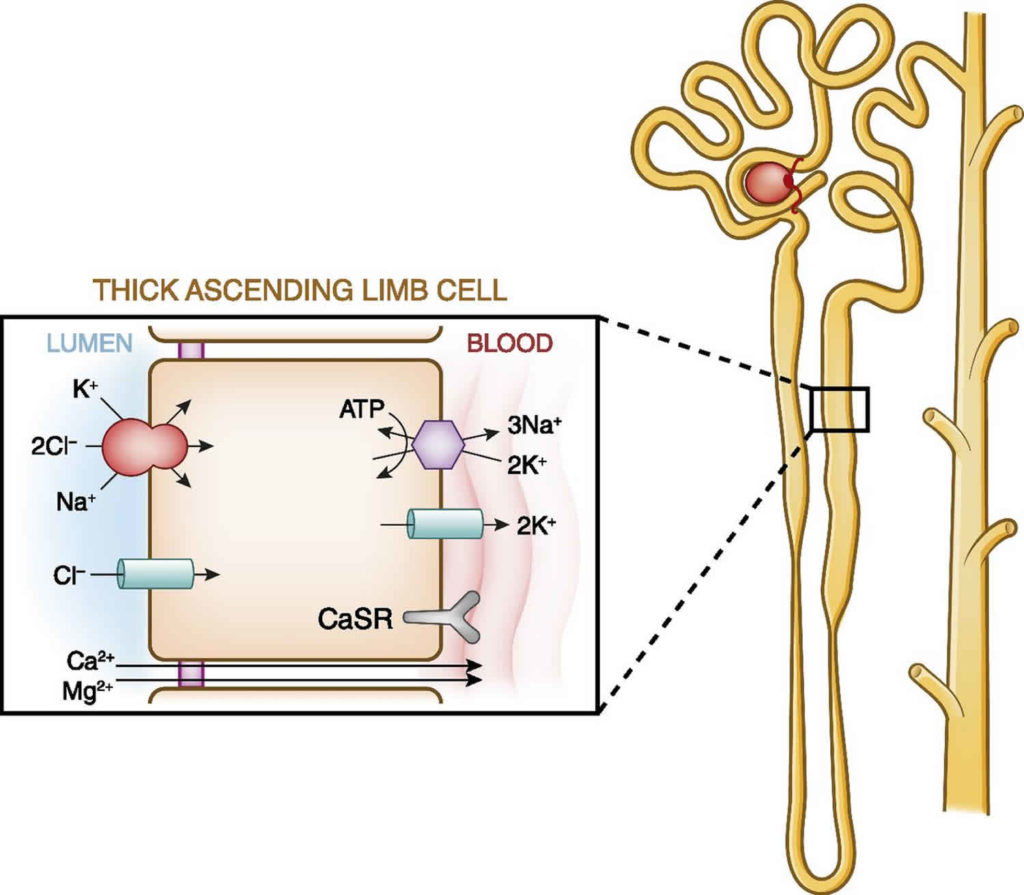 Calcium phosphate uses in food, supplement & calcium phosphate side effects