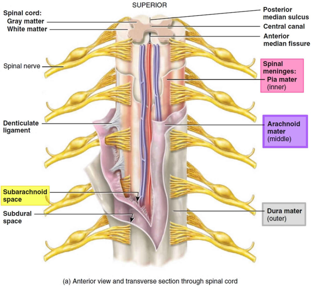 Arachnoid cyst causes, symptoms, diagnosis, prognosis and treatment