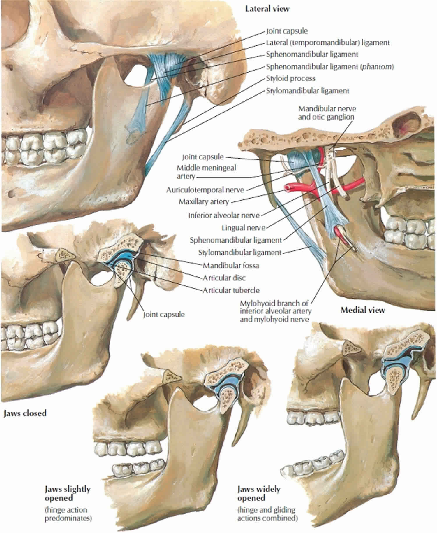 Мыщелки нижней челюсти. Верхне нижнечелюстной сустав анатомия. Височно-нижнечелюстной сустав анатомия. Суставной отросток нижней челюсти соединяется с. Височно-нижнечелюстной сустав строение.