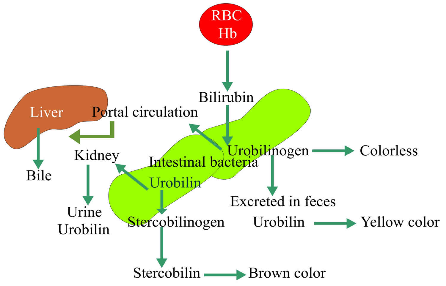 Urobilinogen In Urine What Causes Positive Or High Urobilinogen Levels 1312