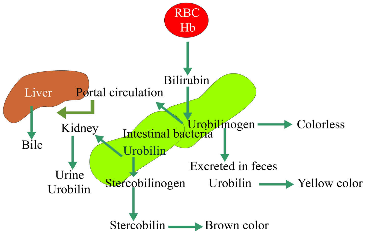 Urobilinogênio 1 Mg/dl é Normal - RETOEDU