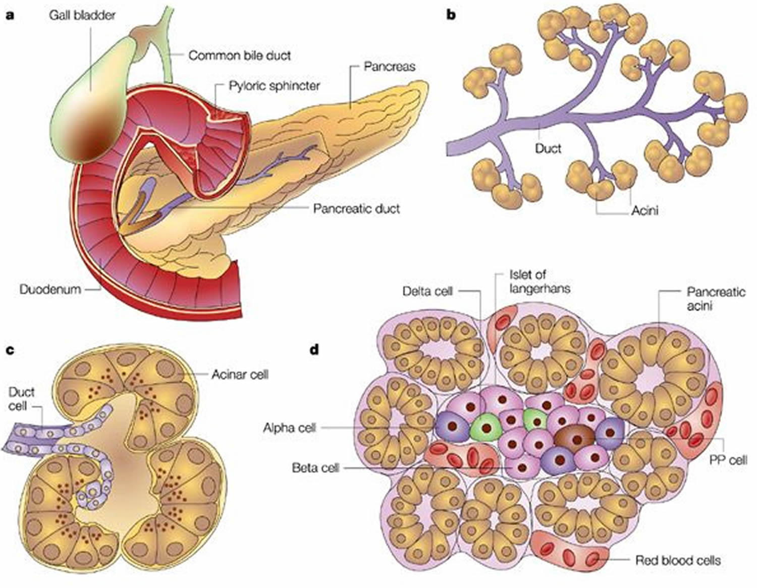 Trypsin enzyme function, production, cleavage & trypsin inhibitor