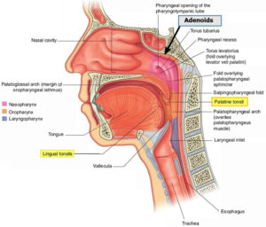 Adenoids function, location, enlarged adenoids causes, symptoms & treatment