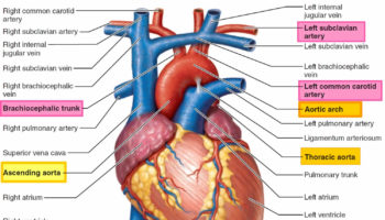 aorta