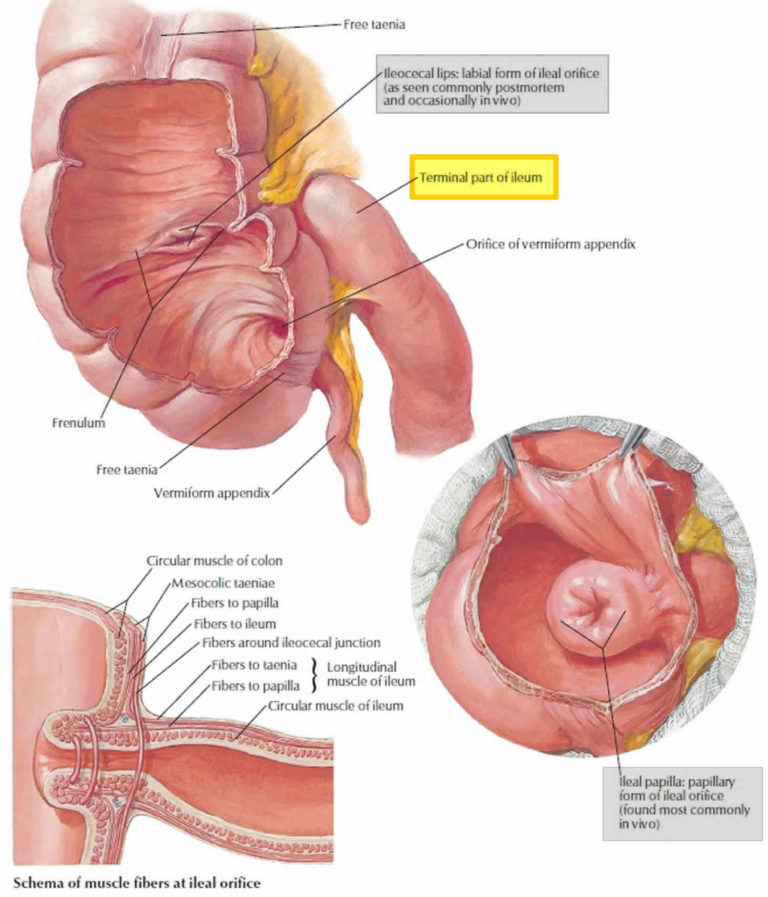 Cecum Anatomy Cecum Location Cecum Function Cancer And Inflammation 5894