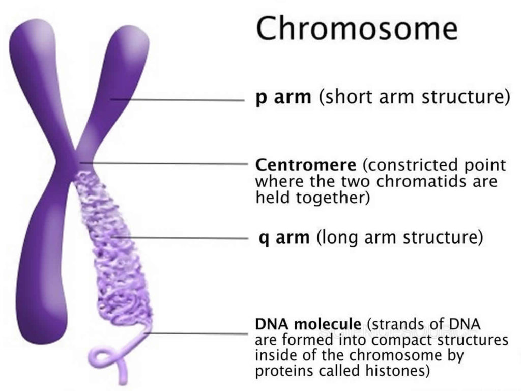 Dna Genetic Testing Types What Are Pros And Cons Of Genetic Testing