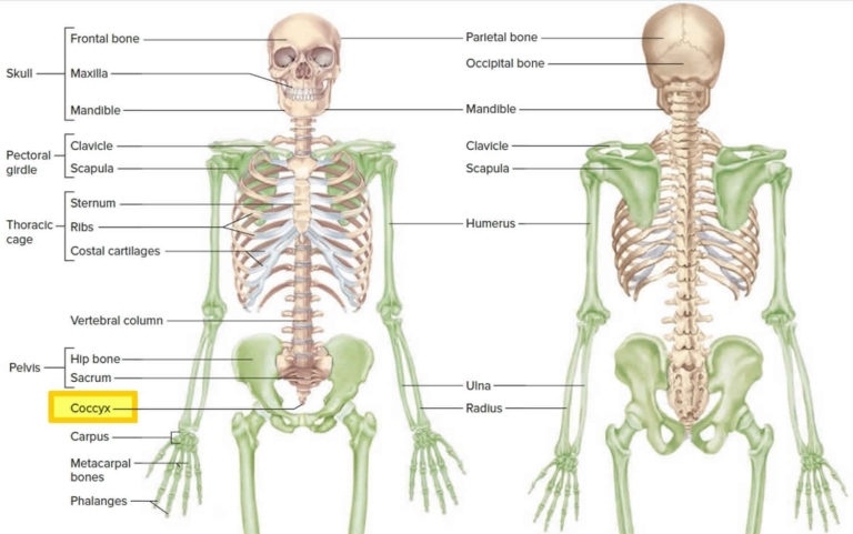 Coccyx Bone Anatomy Tailbone Pain Fractured Tailbone Treatment