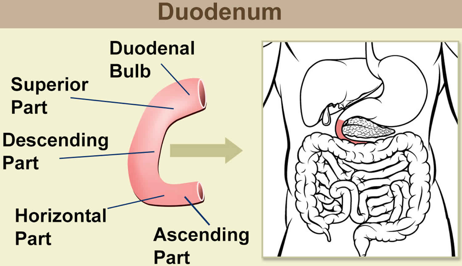 Duodenum Anatomy