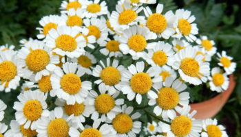 feverfew