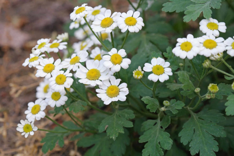 feverfew-uses-feverfew-dosage-feverfew-interactions-feverfew-side