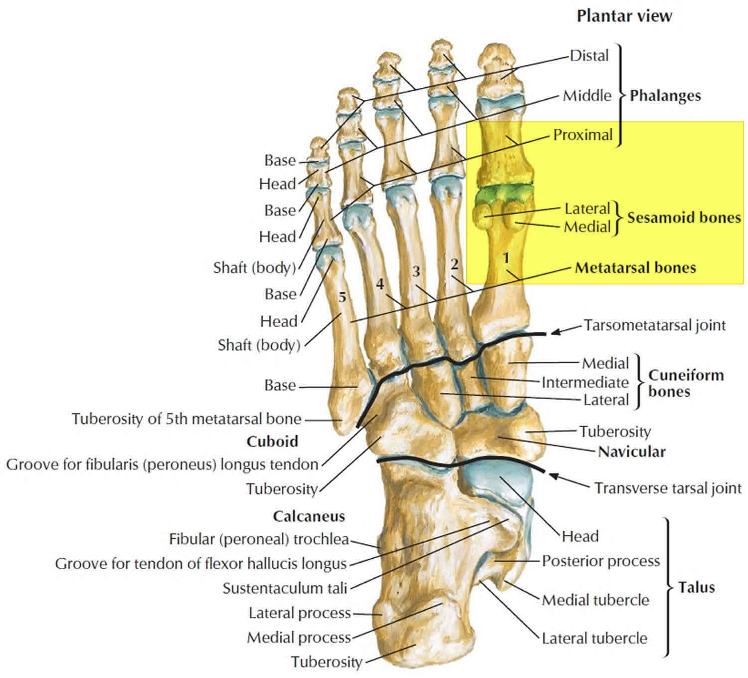 Turf toe causes, signs, symptoms, recovery, diagnosis & turf toe treatment