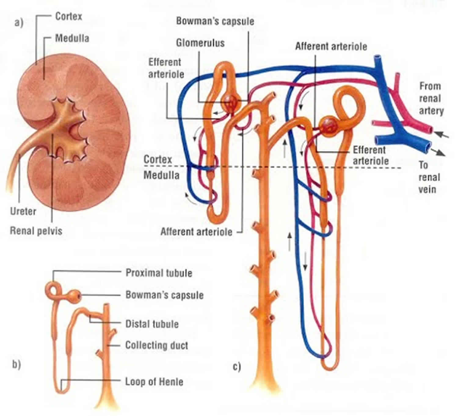 What Is The Process Of Glomerular Filtration And Reabsorption In The Nephron
