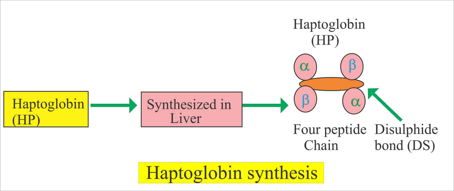 haptoglobin