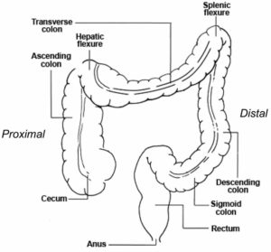 Cecum anatomy, cecum location, cecum function, cancer & inflammation