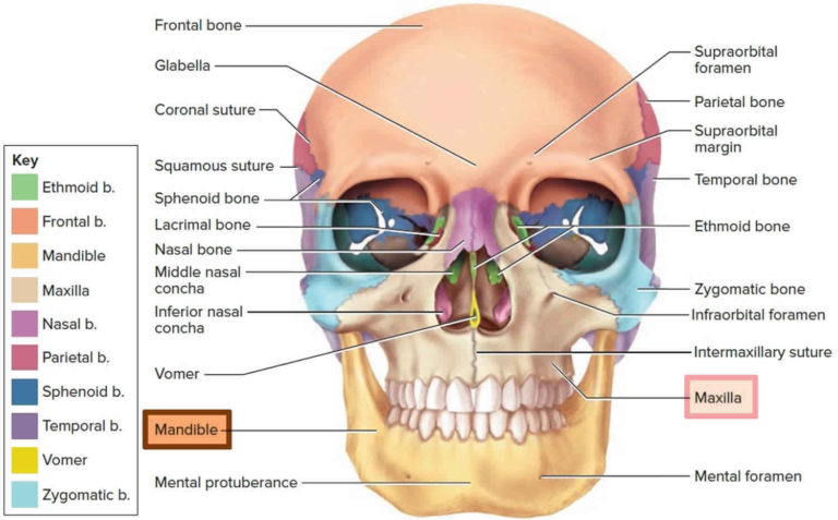 Mandible jaw bone anatomy, parts, function & mandible dislocation