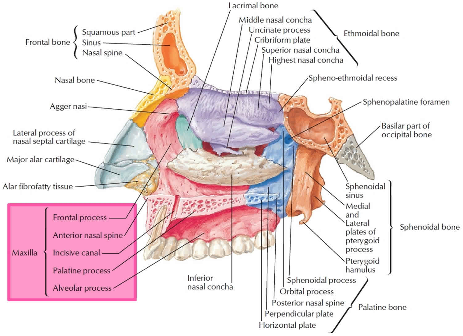 Sinus maxillaris стенки