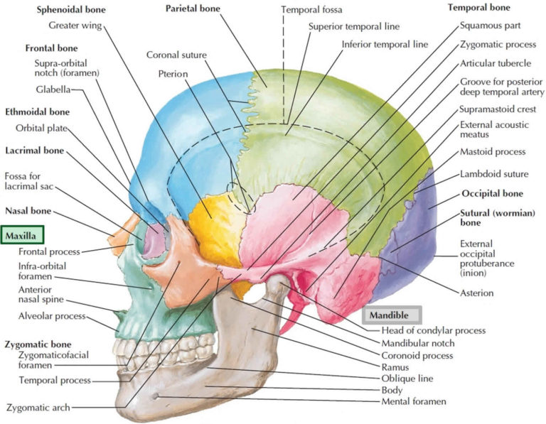 Maxilla Bone Maxilla Anatomy Maxilla Function