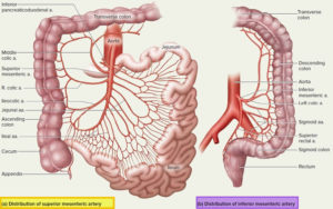 Mesenteric artery anatomy, function, branches & mesenteric artery ischemia