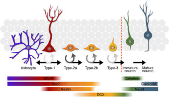 neurogenesis