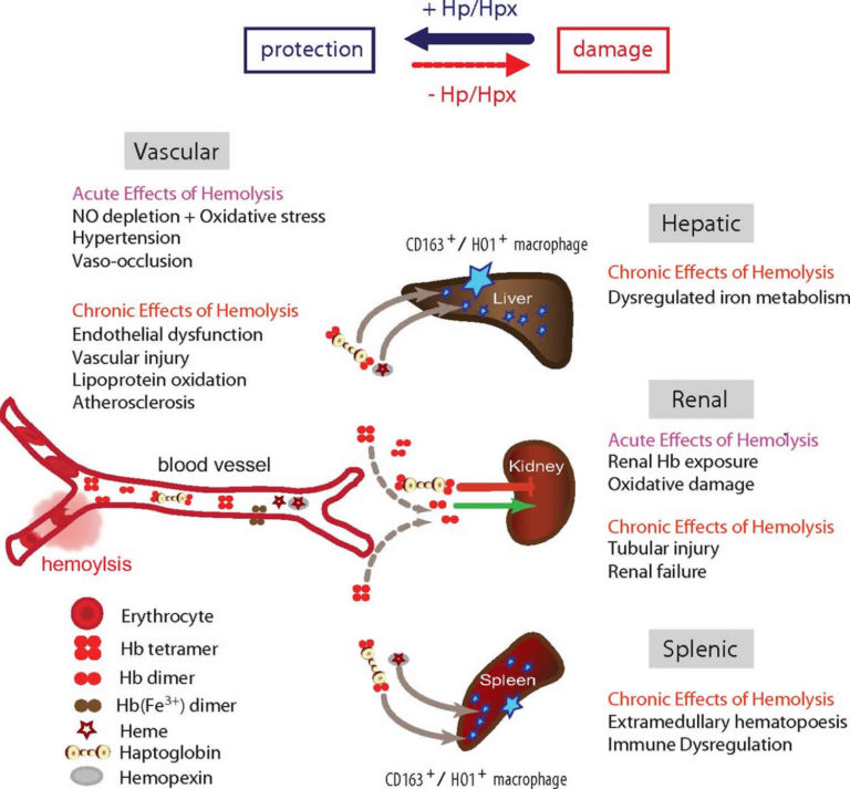 Haptoglobin function, levels, test & causes of low or high haptoglobin